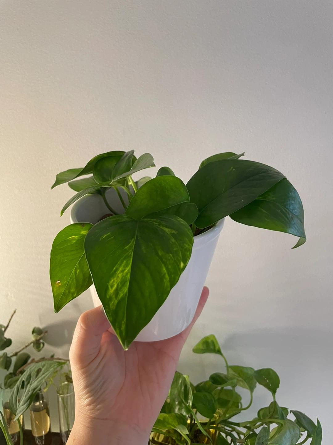 Pothos Plant in White Pot - photo 2