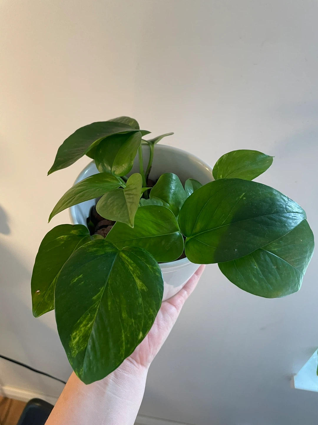Pothos Plant in White Pot