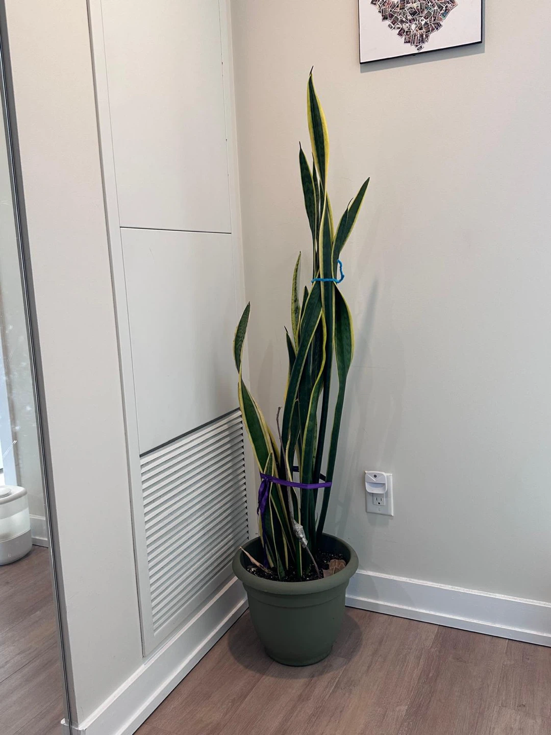 Snake Plant in Green Pot 4ft 10 inch - photo 2