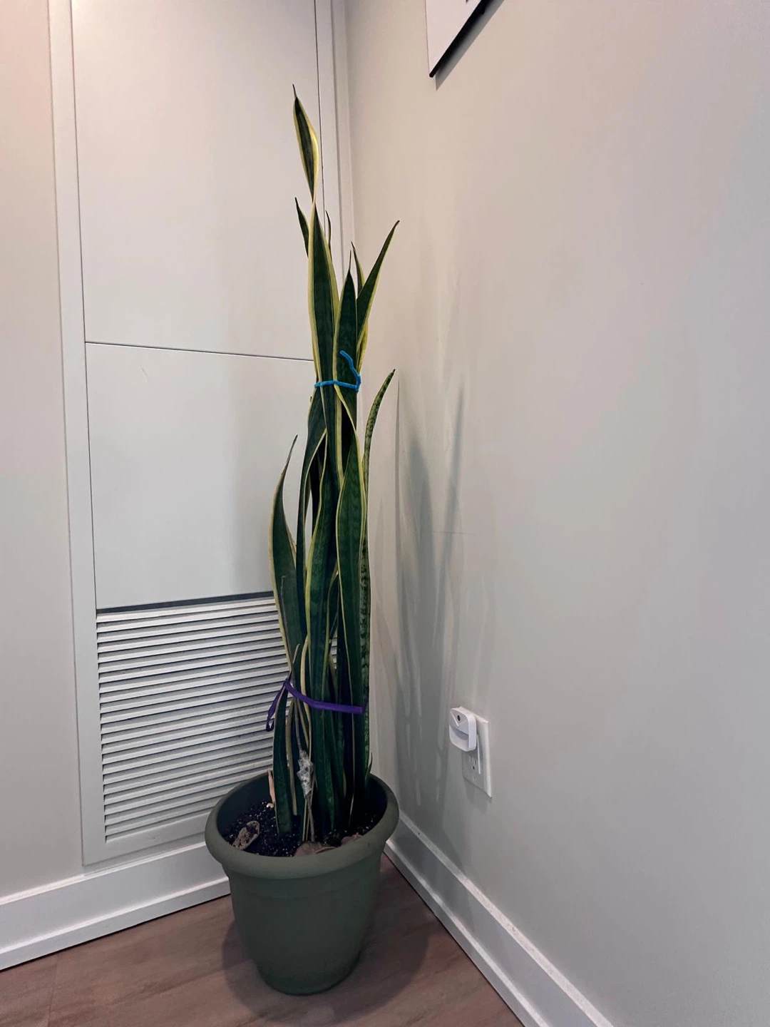 Snake Plant in Green Pot 4ft 10 inch - photo 4