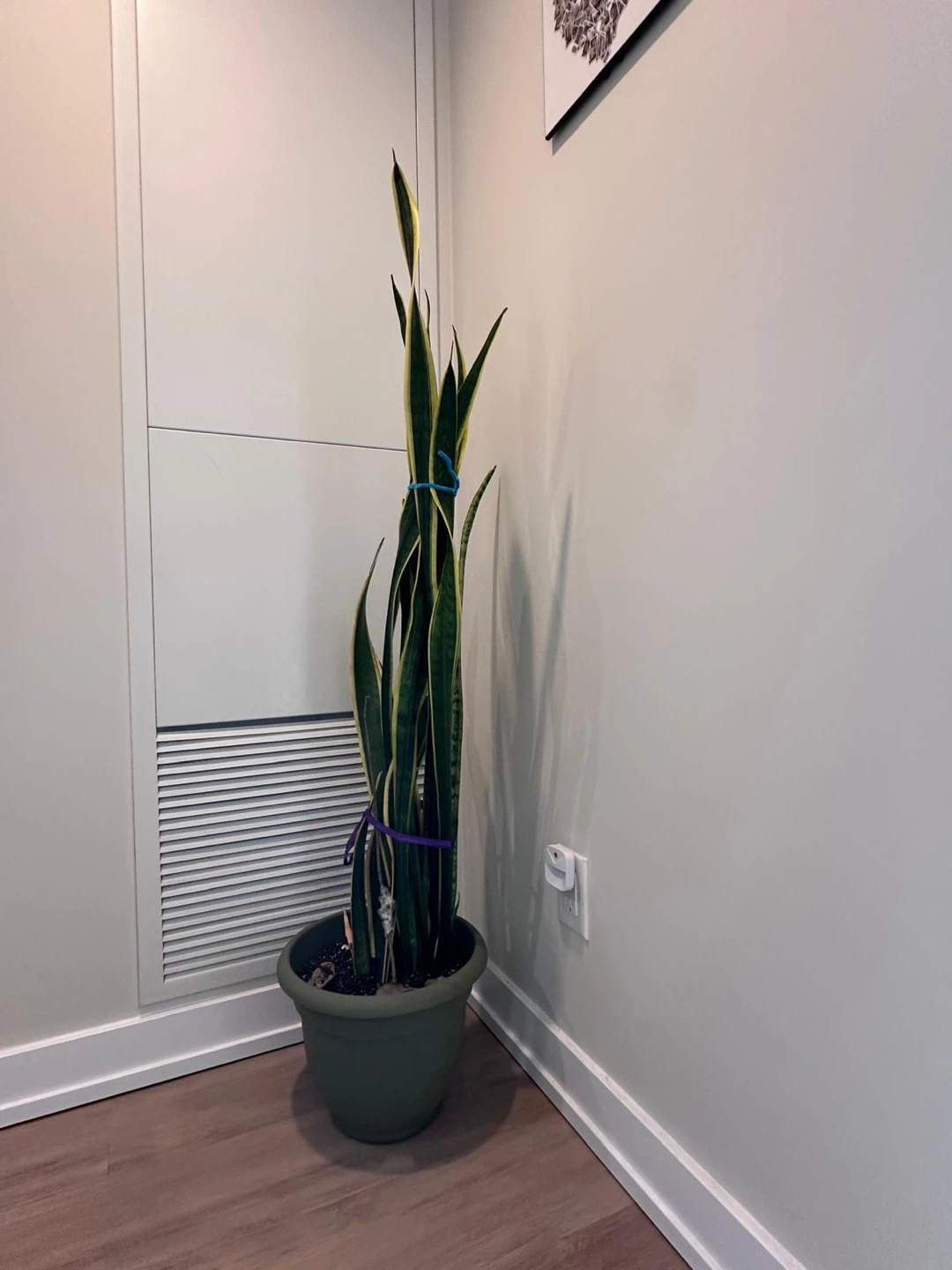 Snake Plant in Green Pot 4ft 10 inch