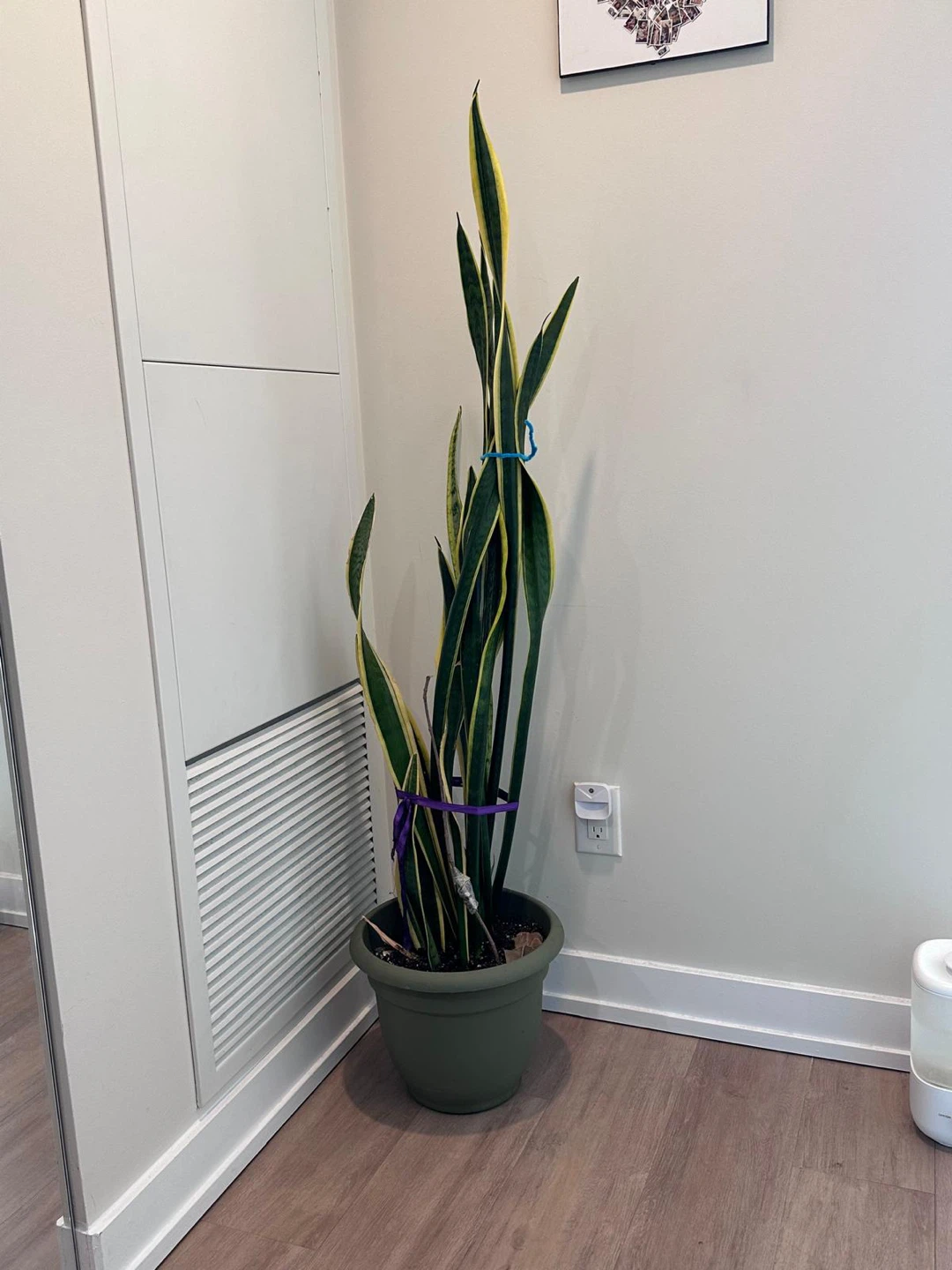 Snake Plant in Green Pot 4ft 10 inch - photo 3