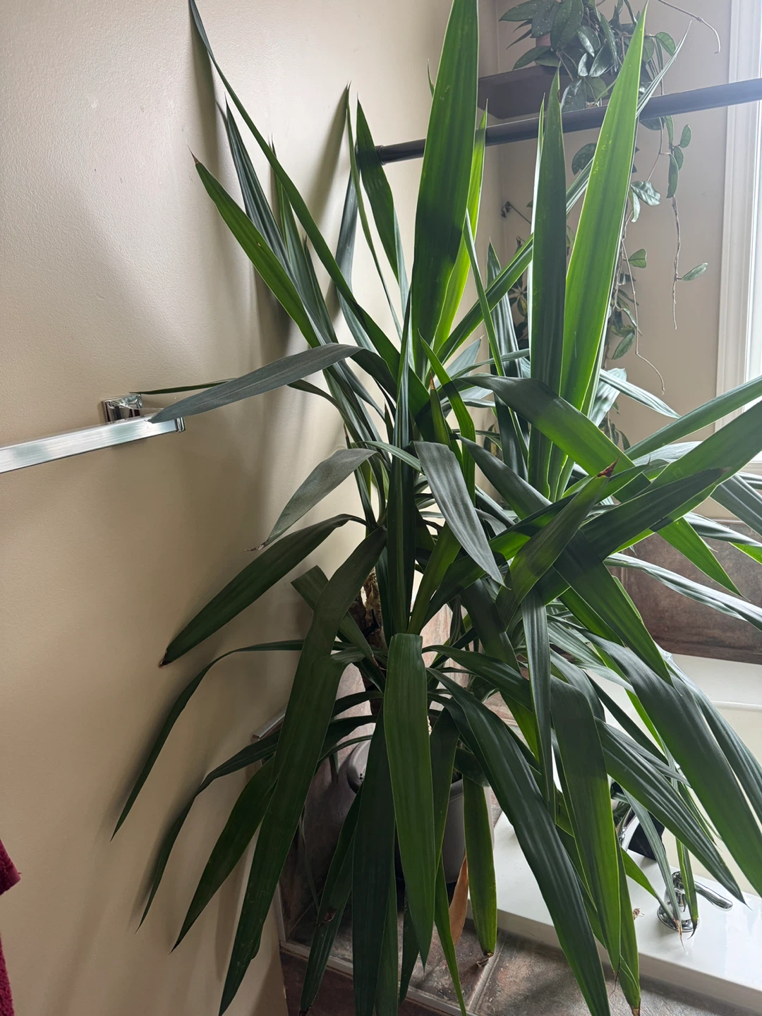 Yucca Plant -4ft tall