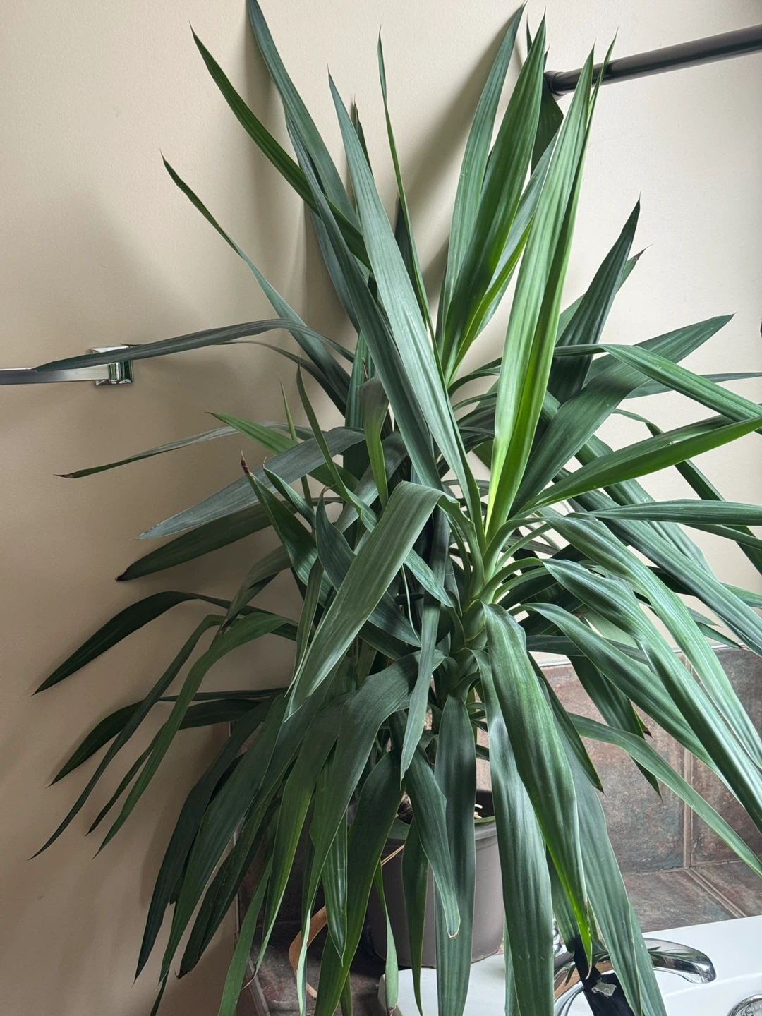 Yucca Plant -4ft tall - photo 2