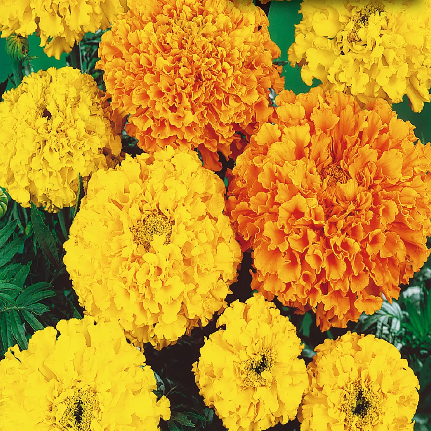 Cracker Jack Marigold flower seeds @Mississauga
