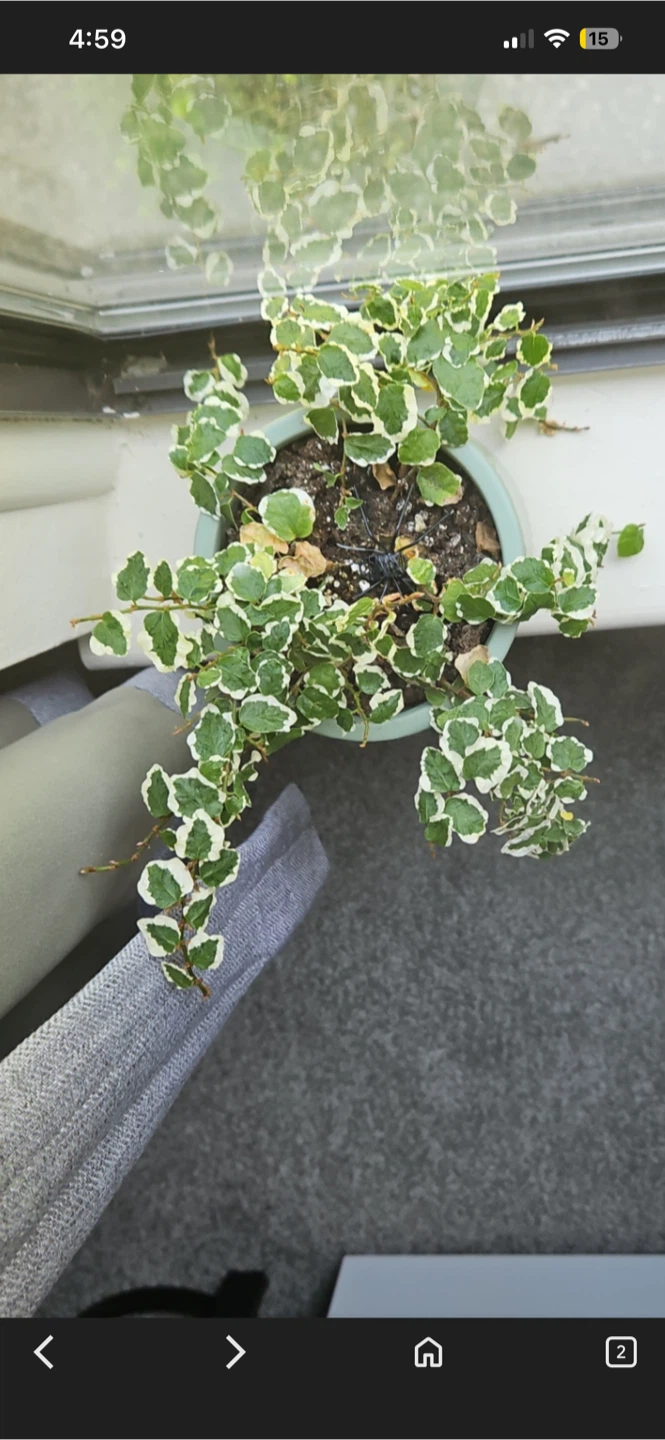 Variegated Creeping Fig Plant 🧡