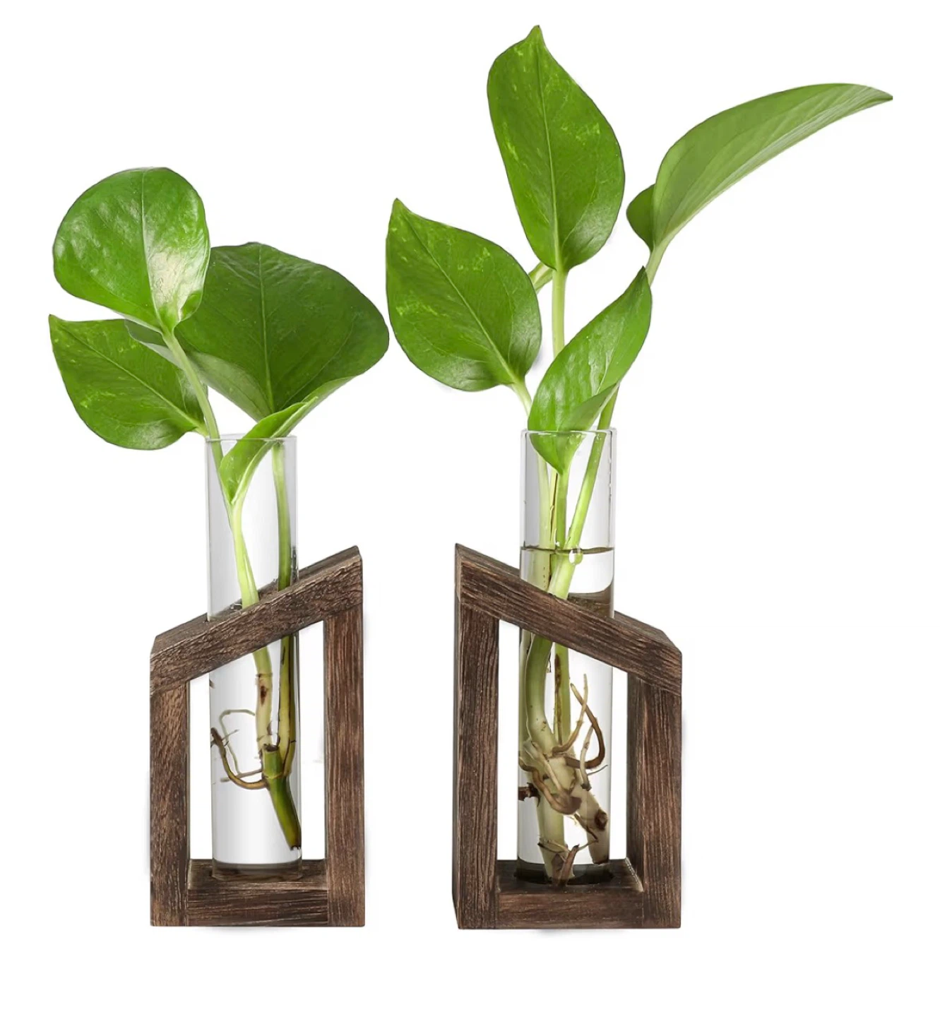 Test Tube Propagation Plant Station