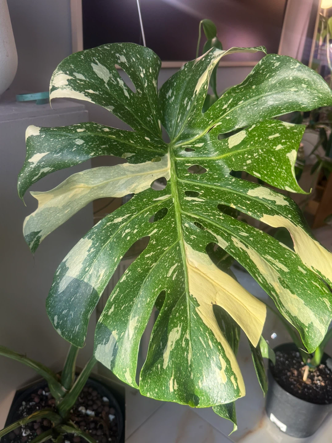 large monstera Thai con high variegation plant only - photo 3