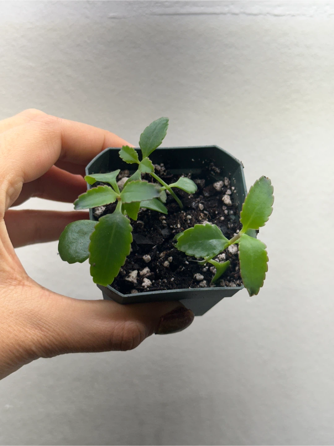 Mother of Thousands Plant