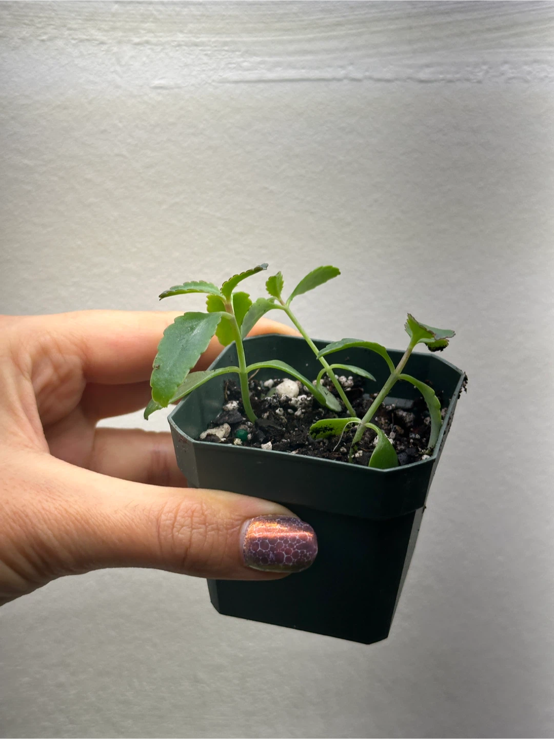 Mother of Thousands Plant - photo 2