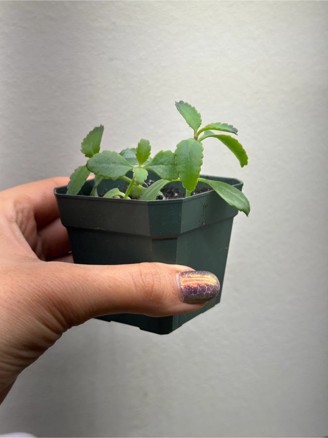 Mother of Thousands Plant - photo 3