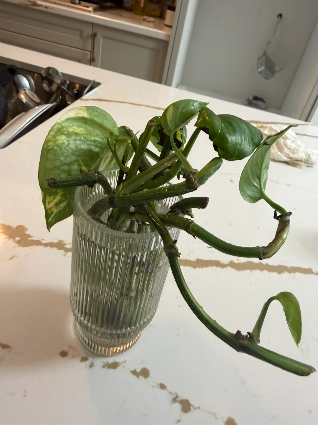 Pothos Plant in Glass Vase - photo 3