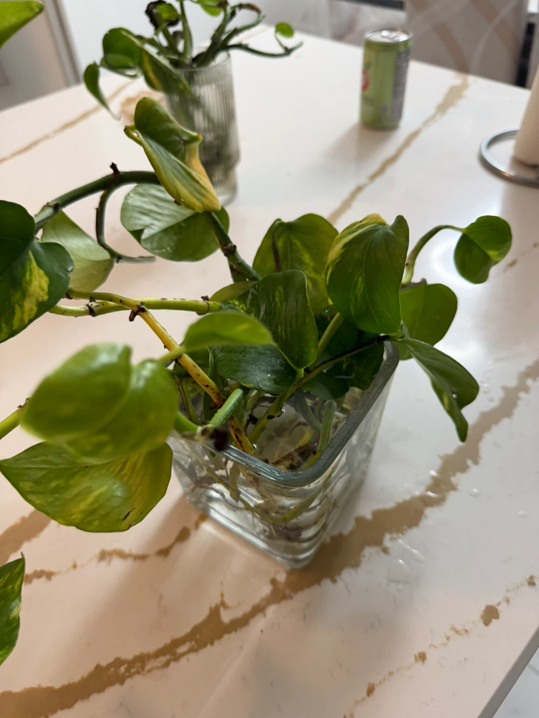 Pothos Plant in Glass Vase - photo 5