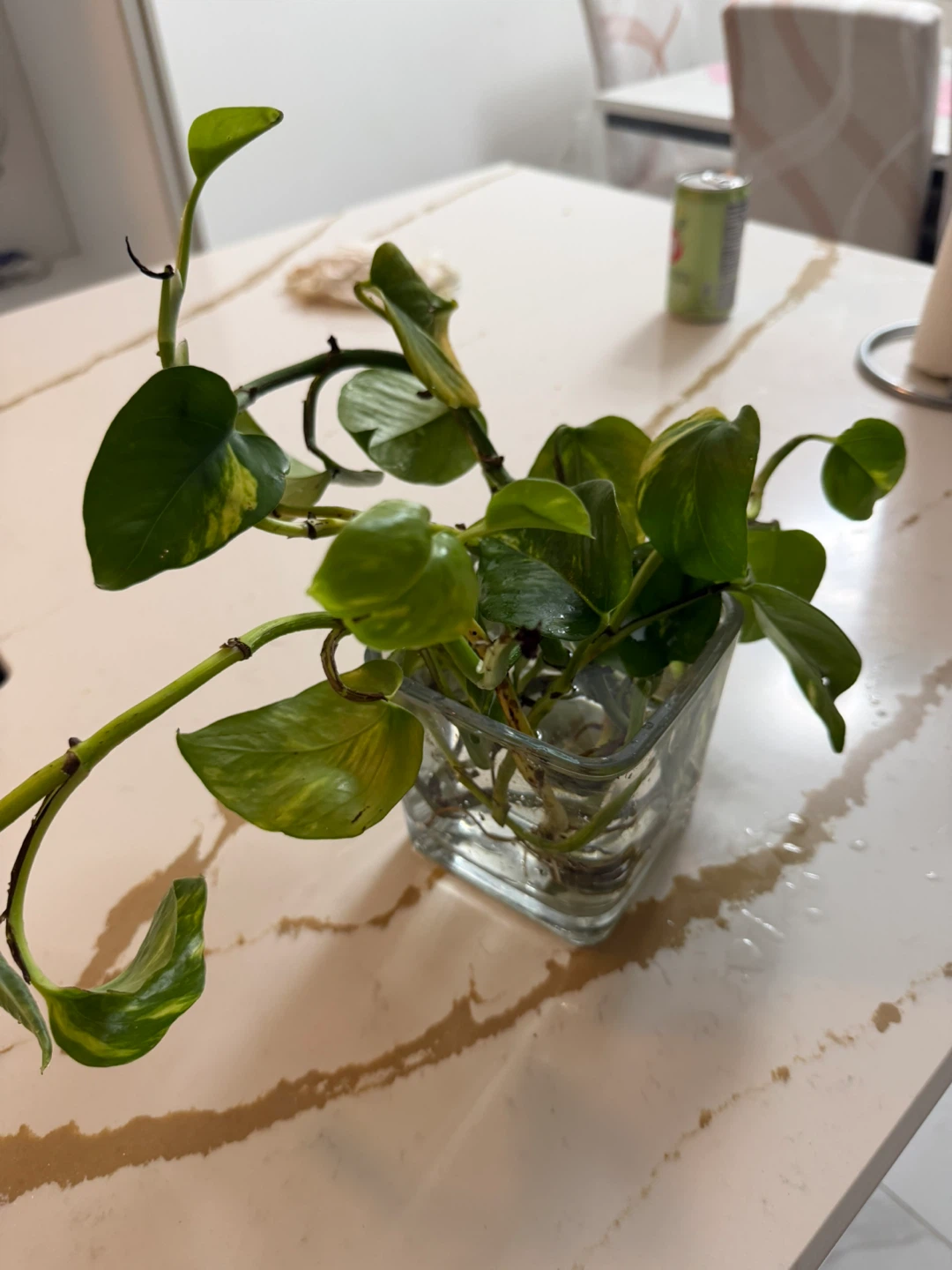 Pothos Plant in Glass Vase - photo 4