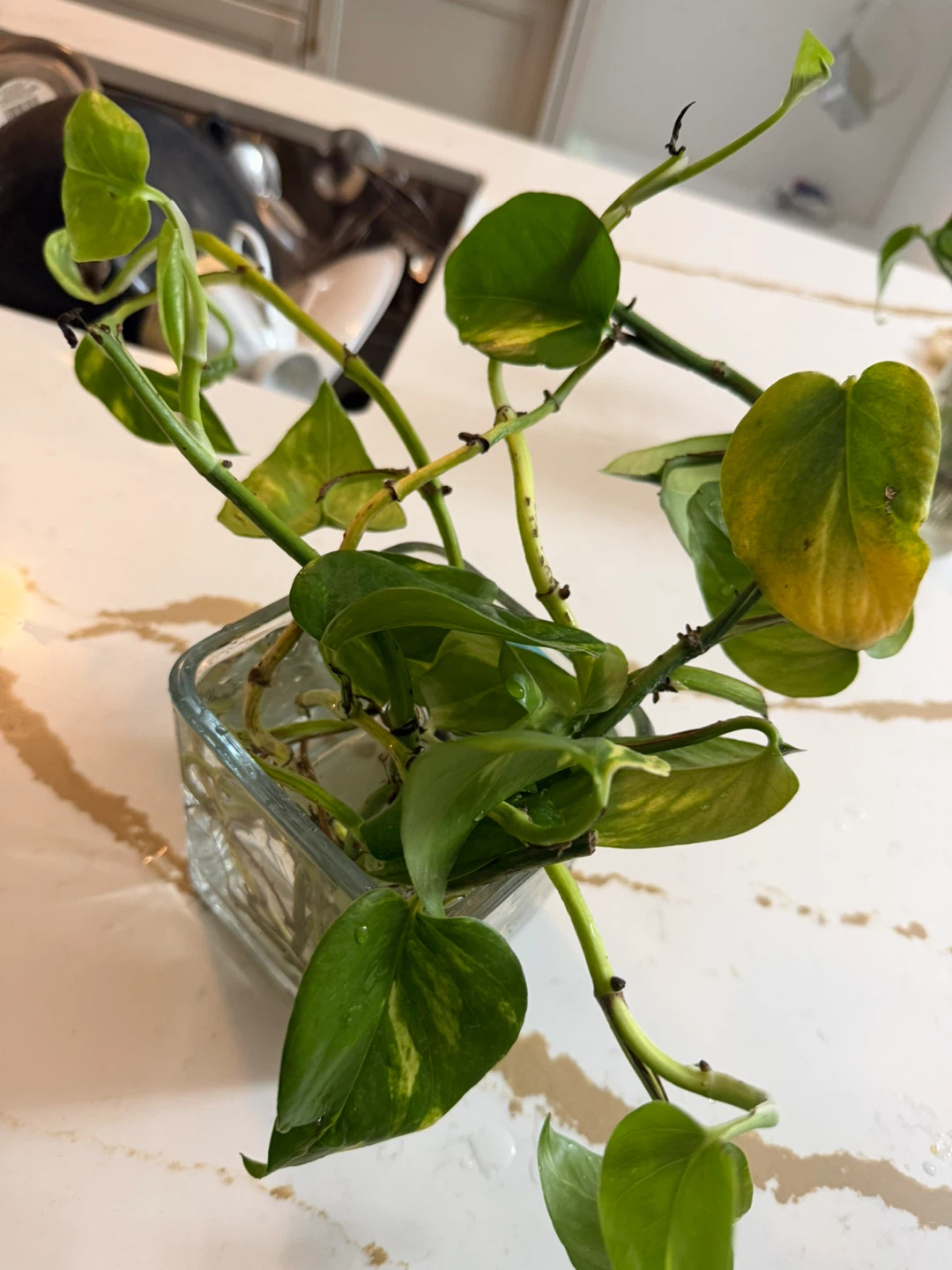 Pothos Plant in Glass Vase