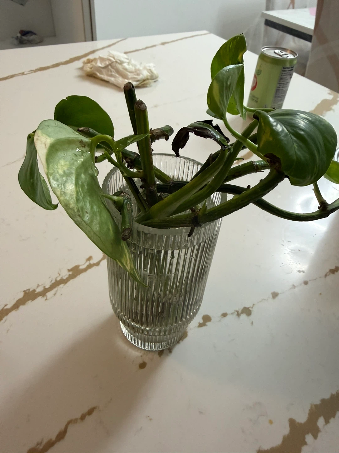 Pothos Plant in Glass Vase - photo 2