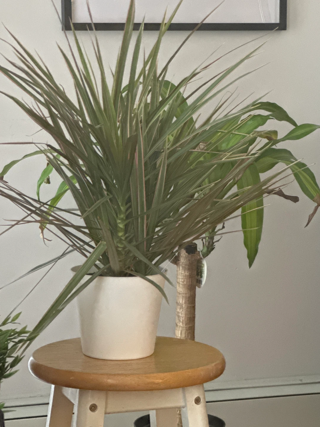 Dracaena Marginata Plant with White Pot