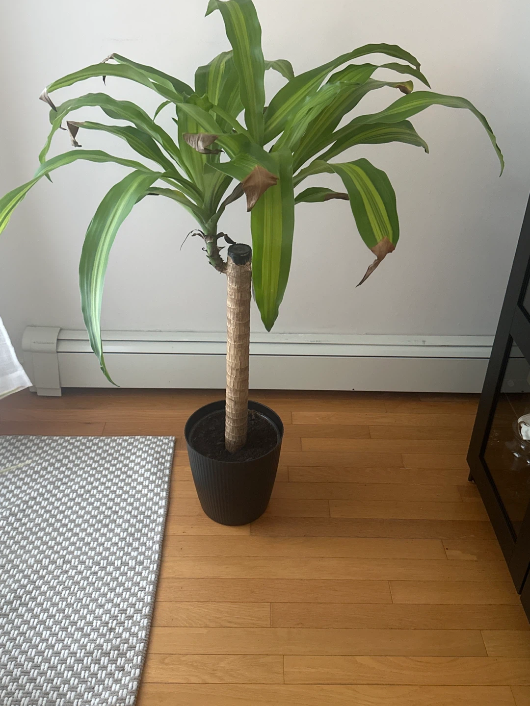 Dracaena fragrans Plant