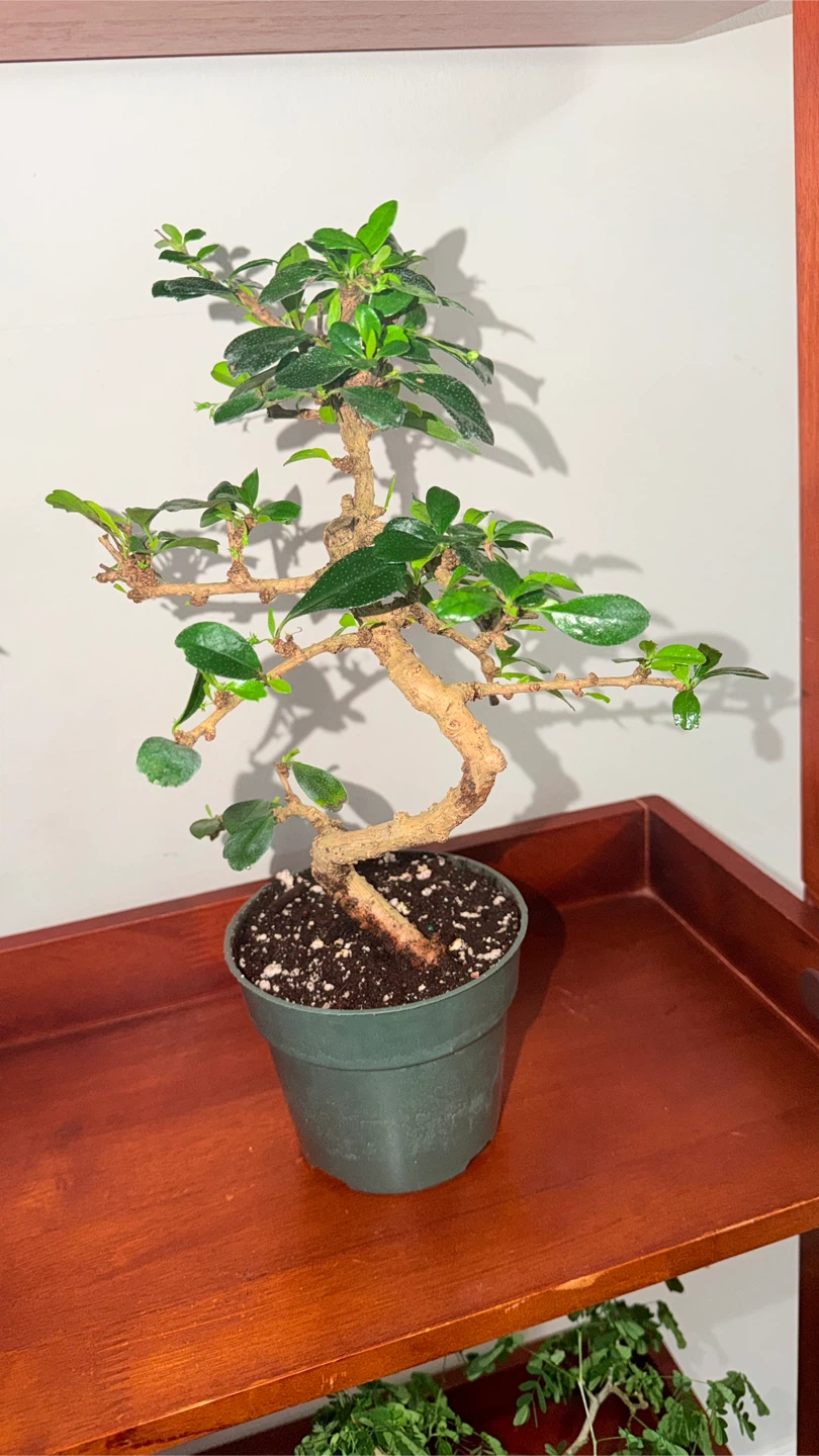 Bonsai Tree - photo 4