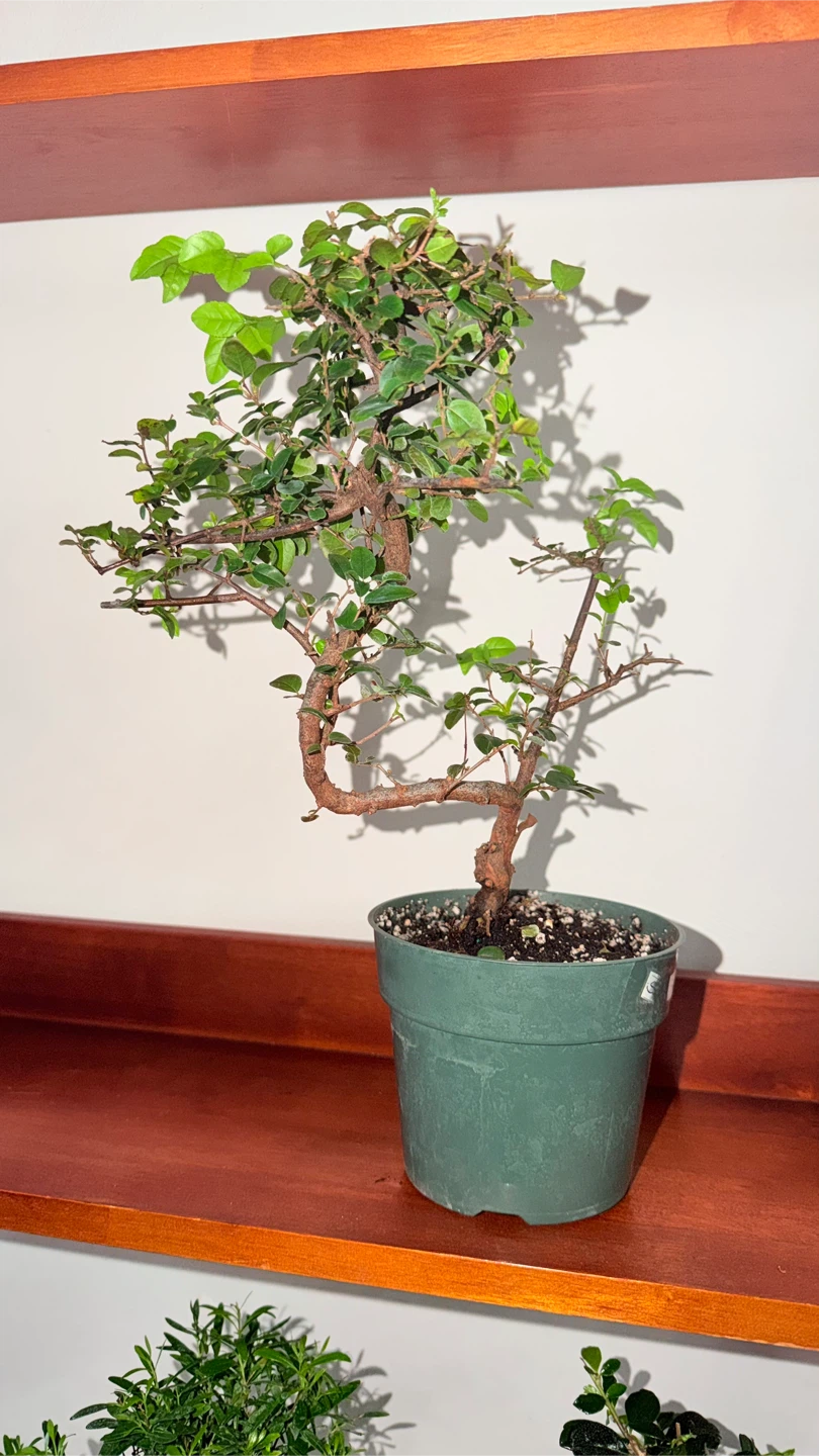 Bonsai Tree - photo 3