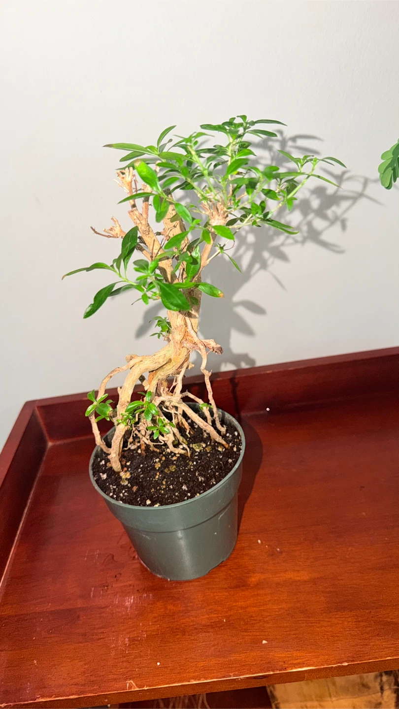 Bonsai Tree - photo 5