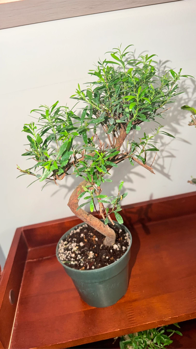 Bonsai Tree - photo 2