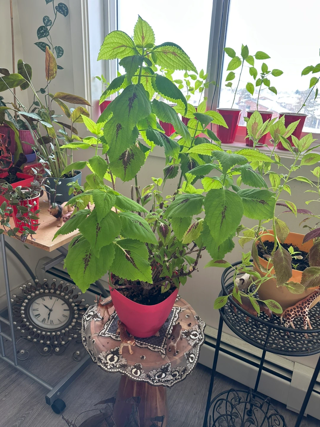 Potted Indoor Plant