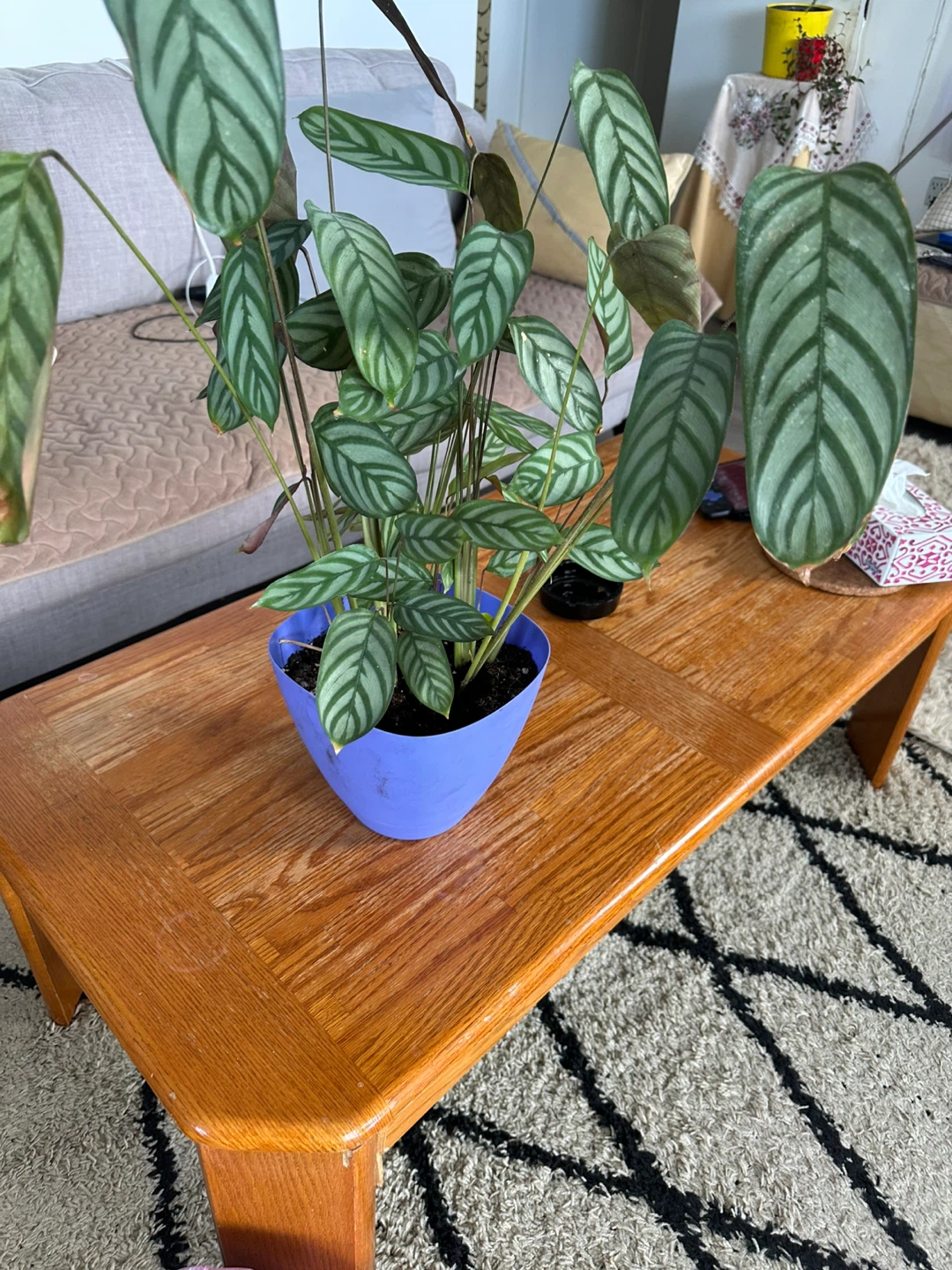 Potted Indoor Plant - photo 2