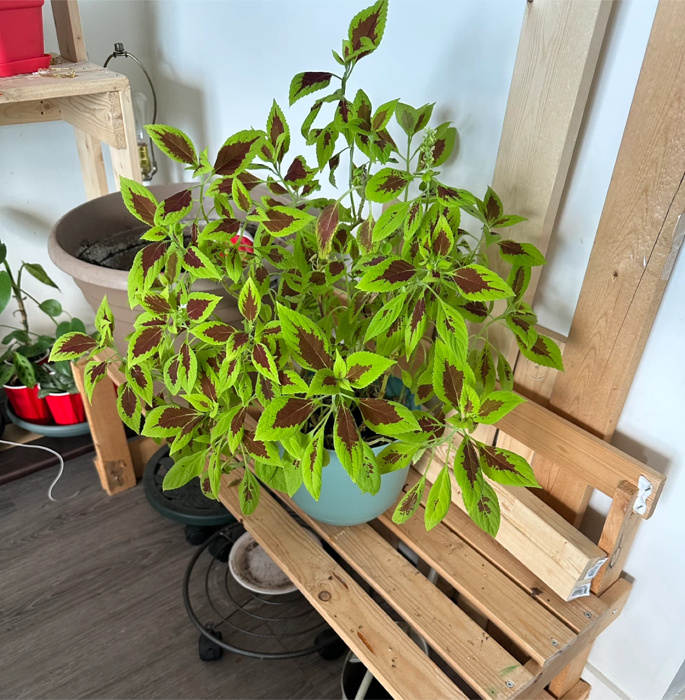 Potted Indoor Plant - photo 3