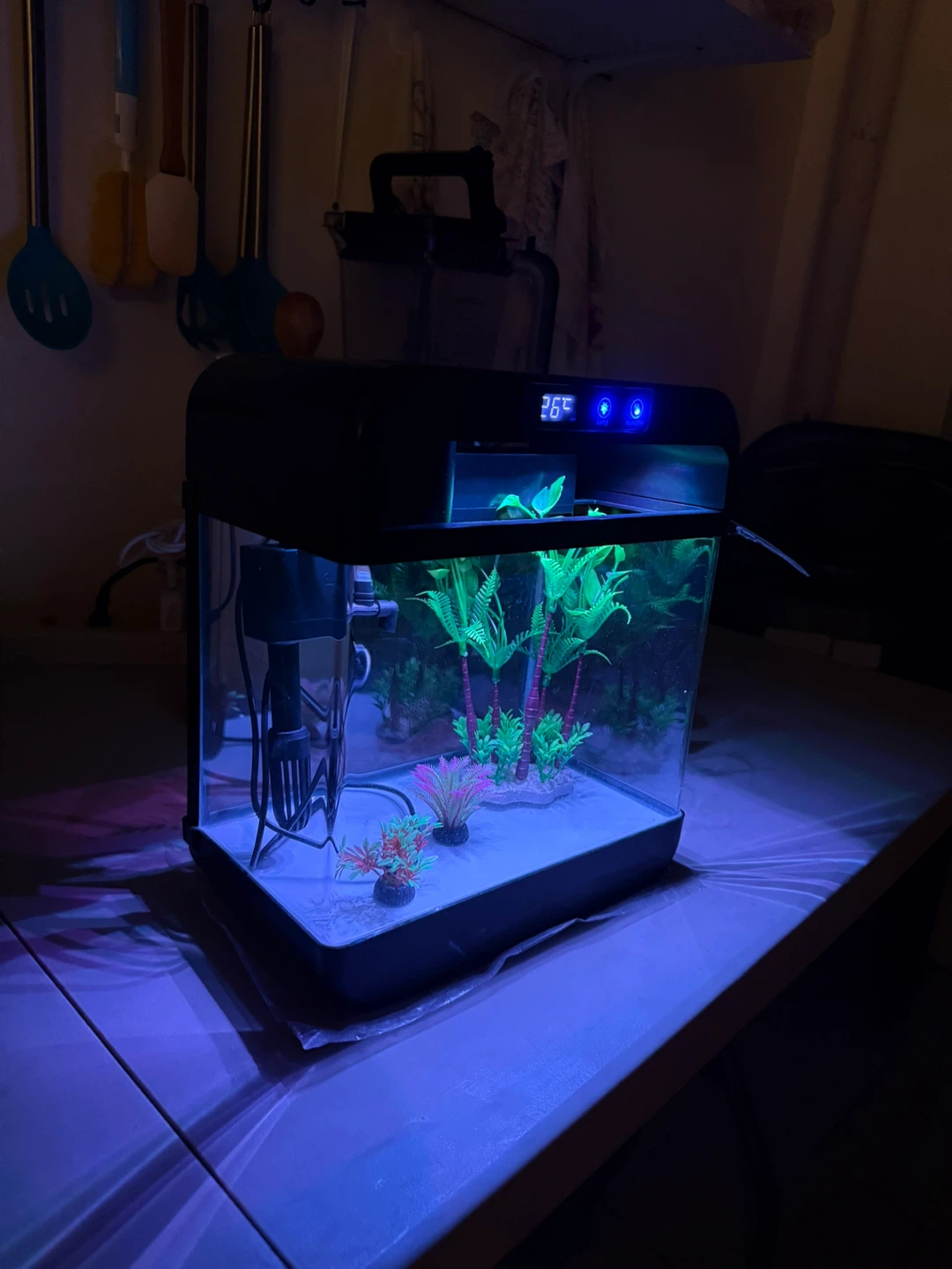 Small Black Aquarium with LED Lighting - photo 5