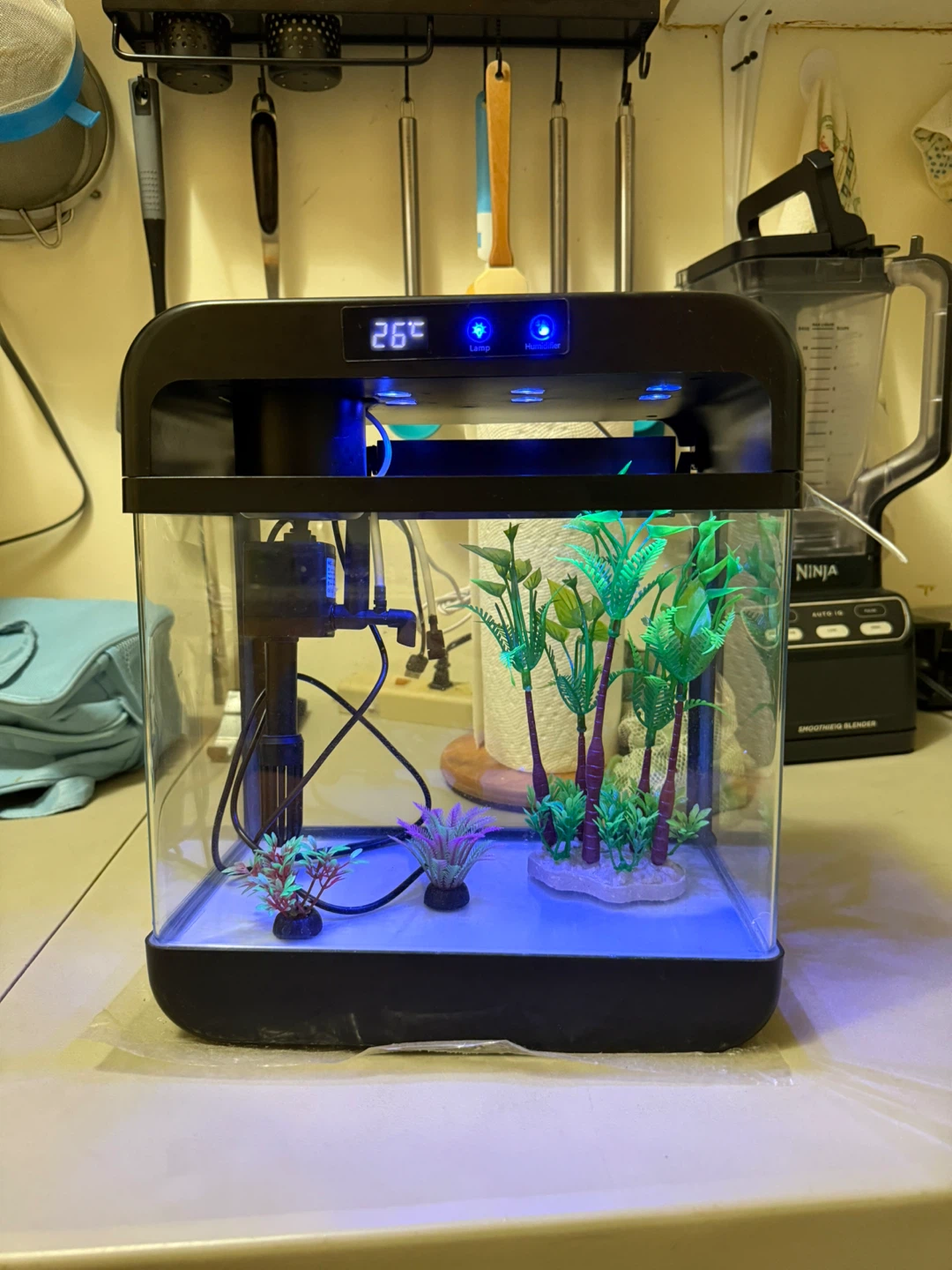 Small Black Aquarium with LED Lighting