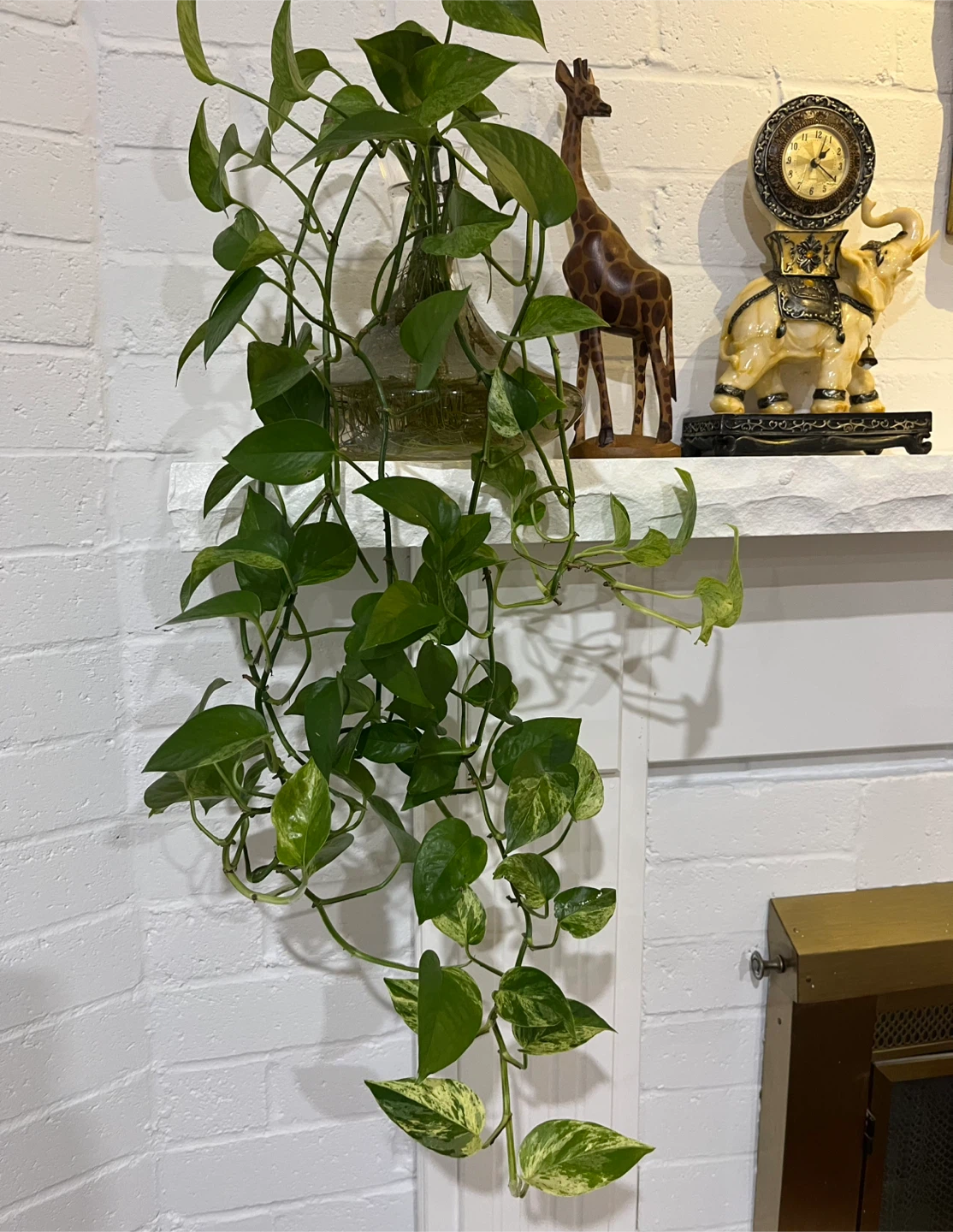 Pothos Plant in Glass Vase
