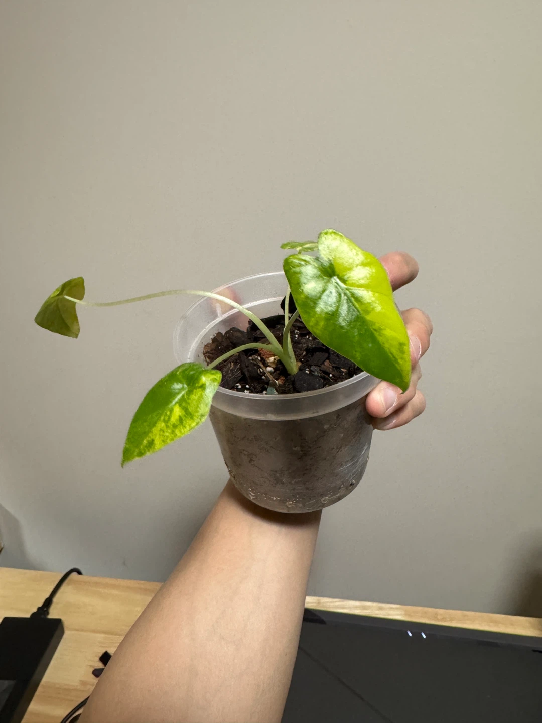 Alocasia Gageana aurea plant