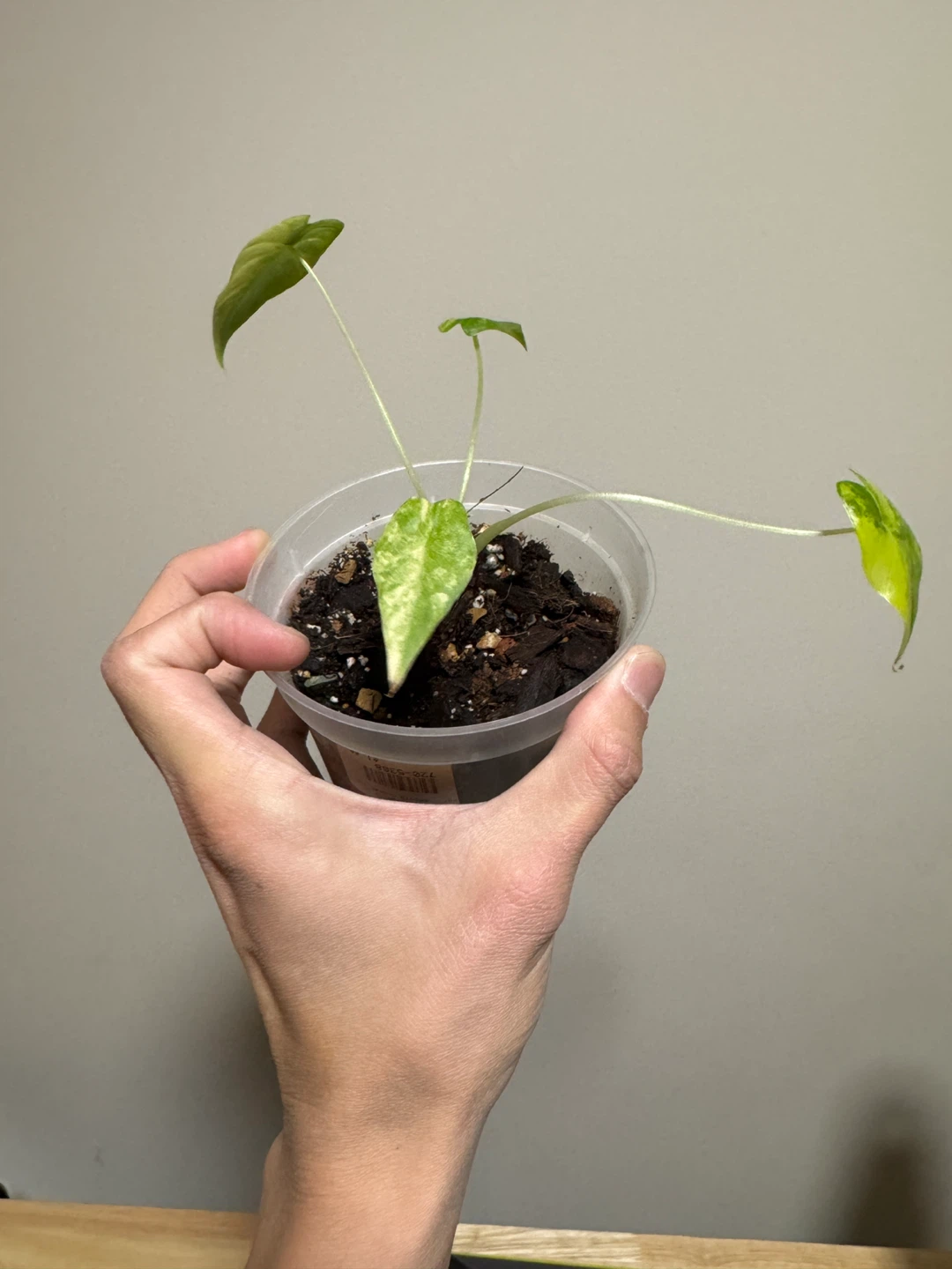 Alocasia Gageana aurea plant - photo 2