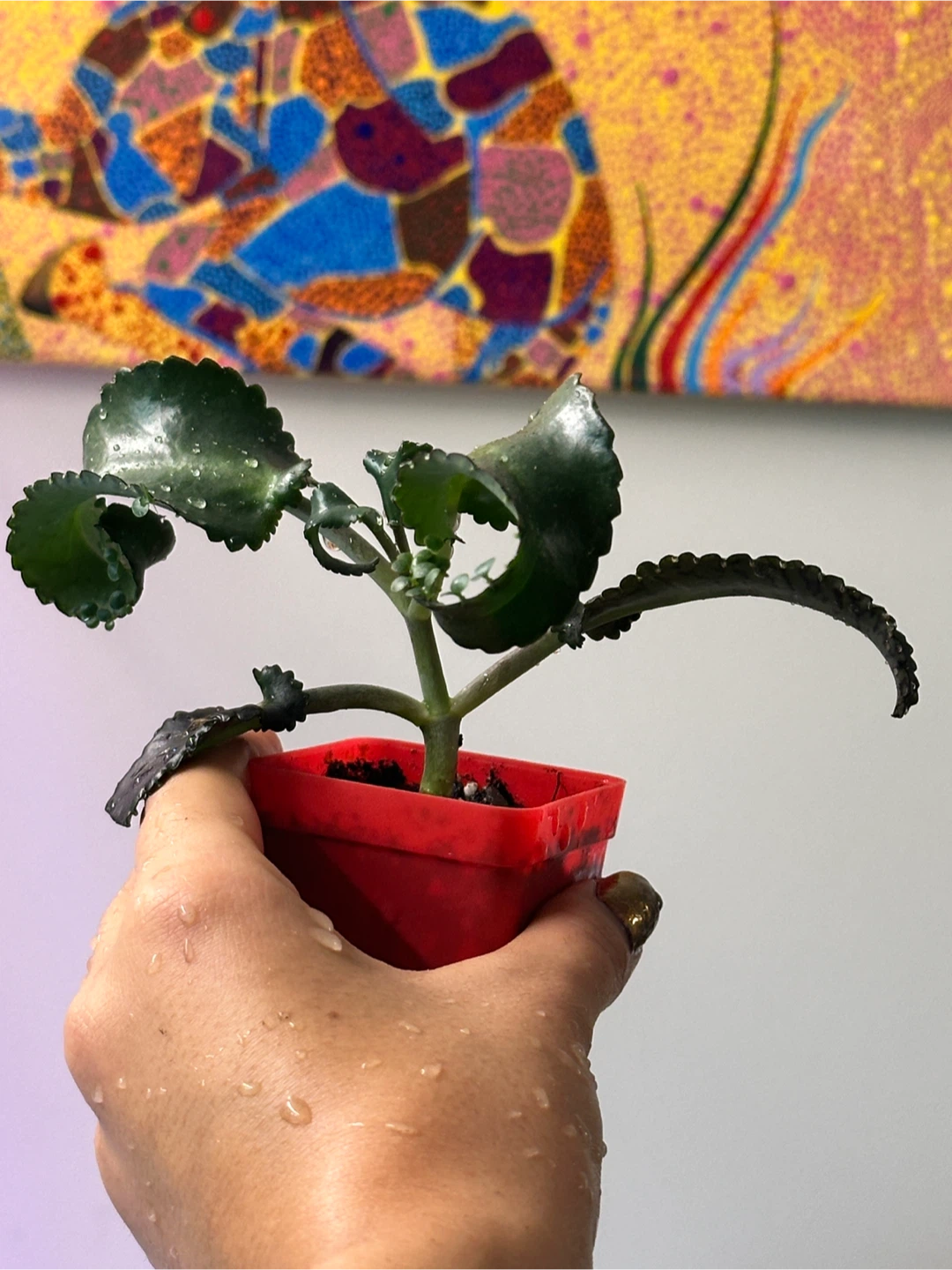 Mother of Thousands Plant - photo 2
