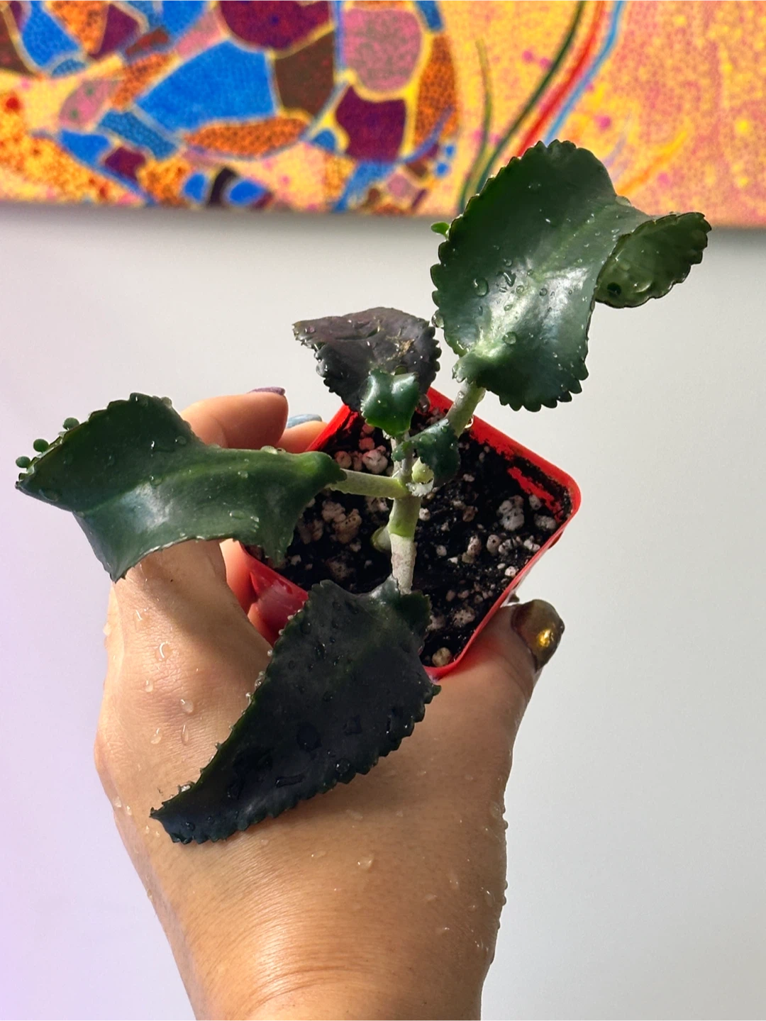 Mother of Thousands Plant