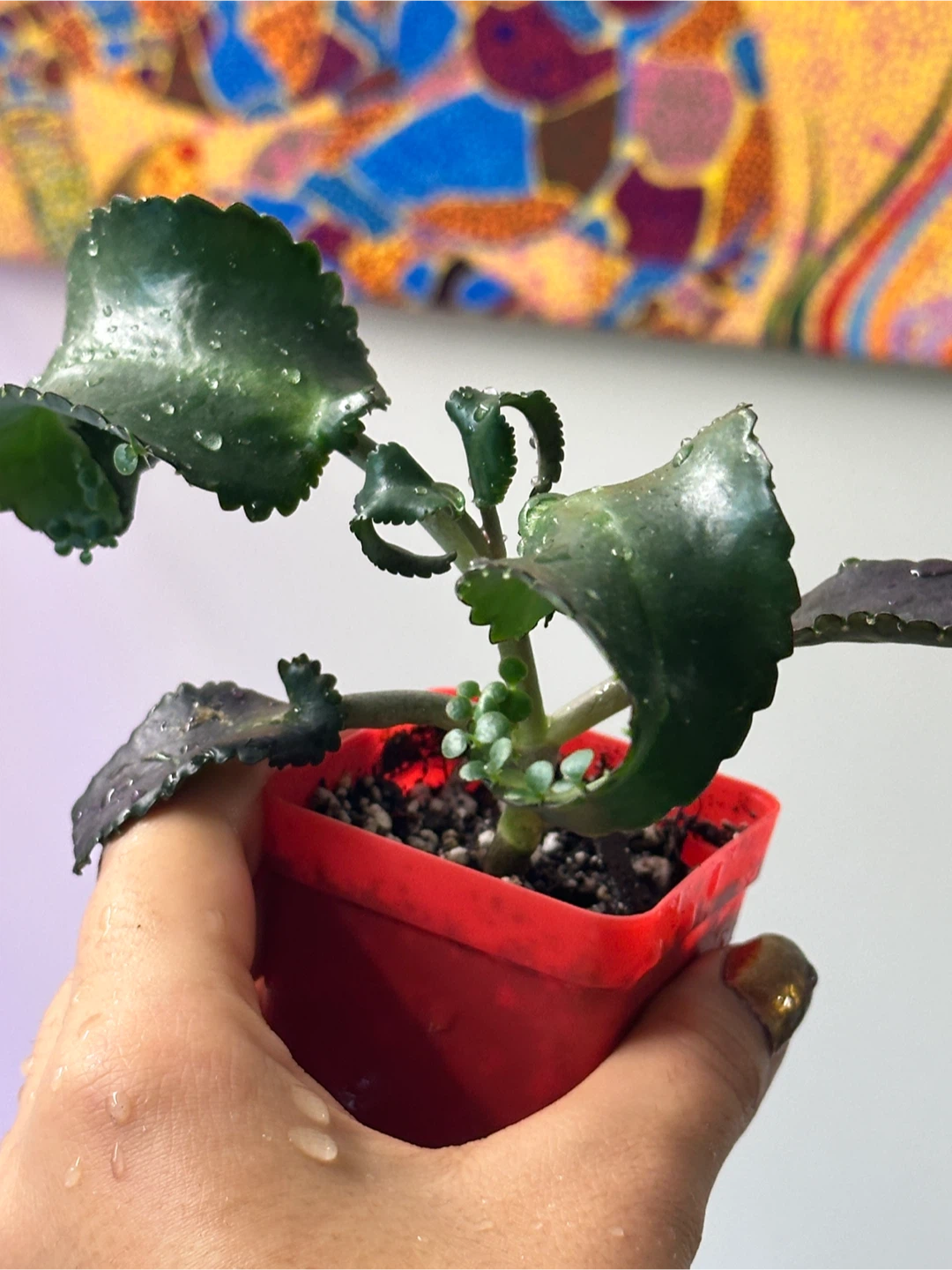 Mother of Thousands Plant - photo 3