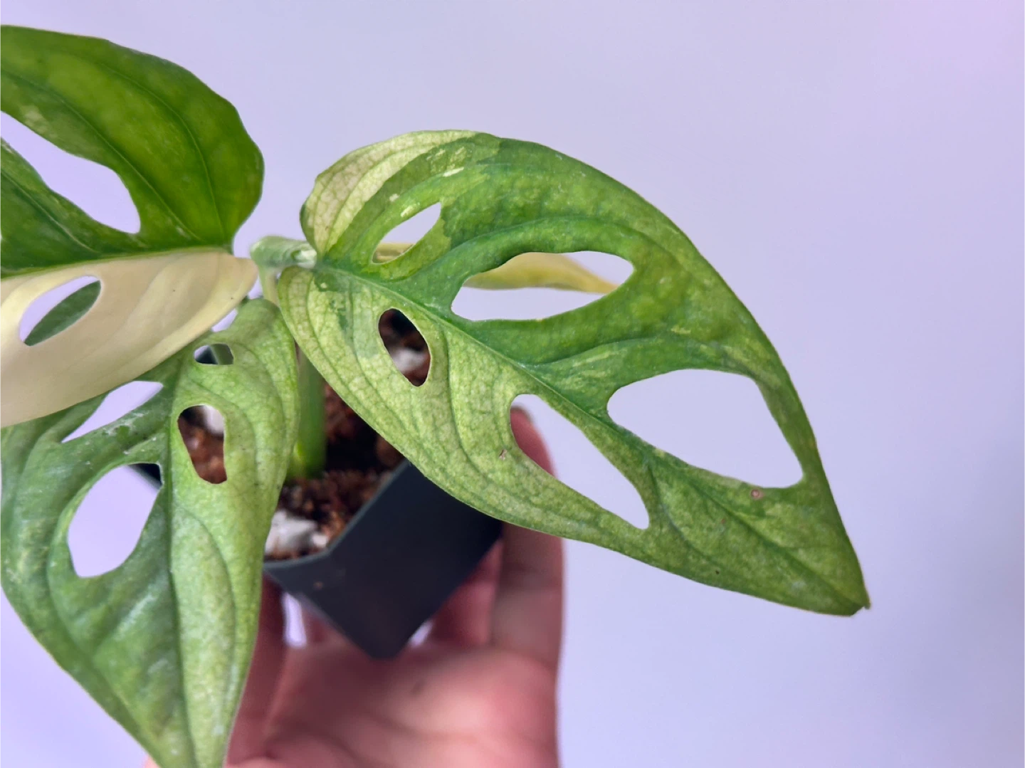 Monstera Adansonii Albo Variegated Plant - photo 4