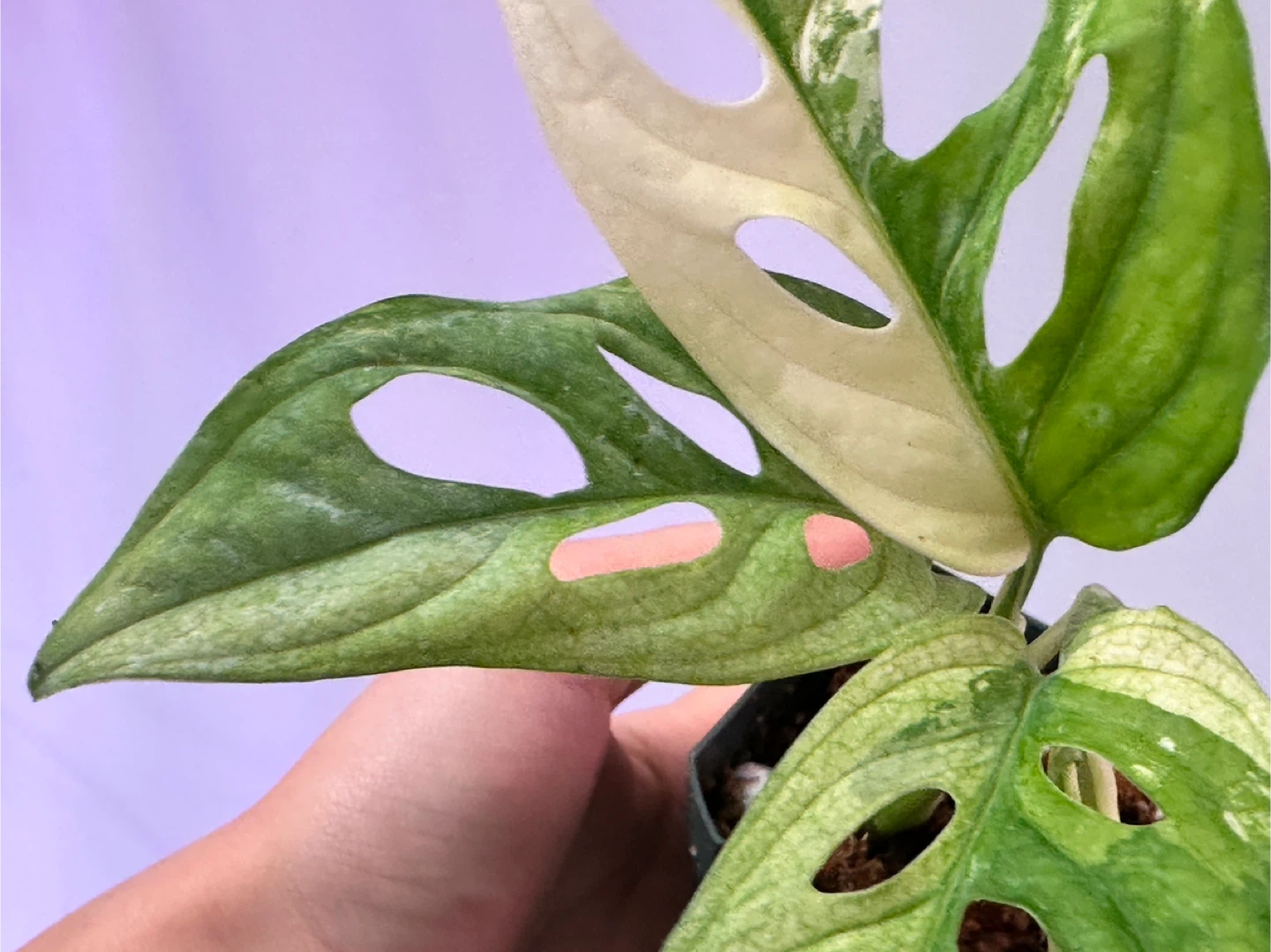 Monstera Adansonii Albo Variegated Plant - photo 5