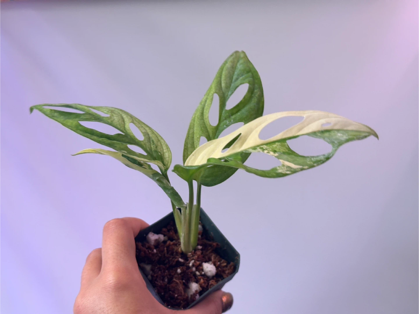 Monstera Adansonii Albo Variegated Plant