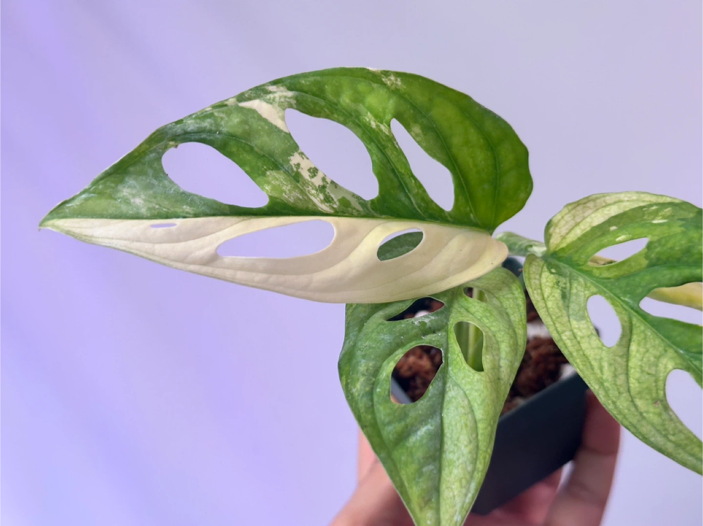 Monstera Adansonii Albo Variegated Plant - photo 3