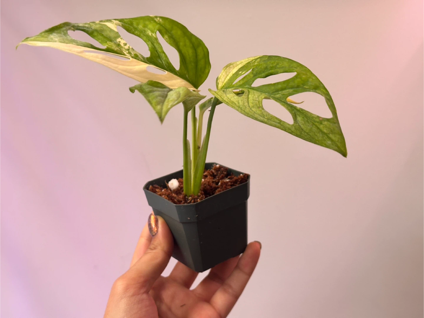 Monstera Adansonii Albo Variegated Plant - photo 2