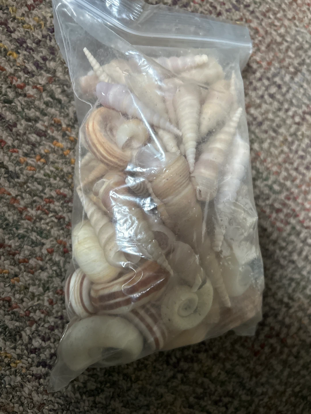 Bag of Seashells - photo 2