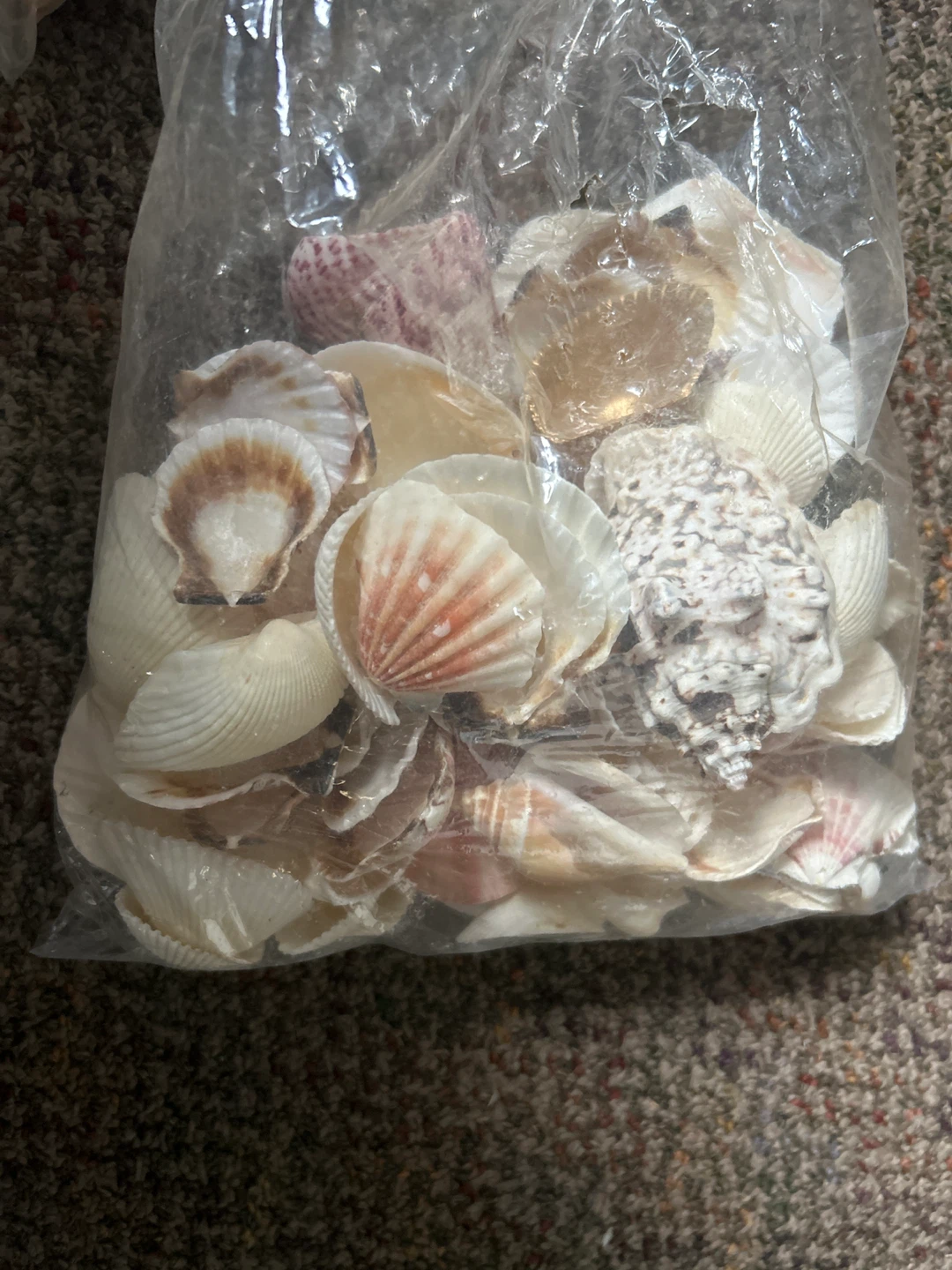 Bag of Seashells - photo 2