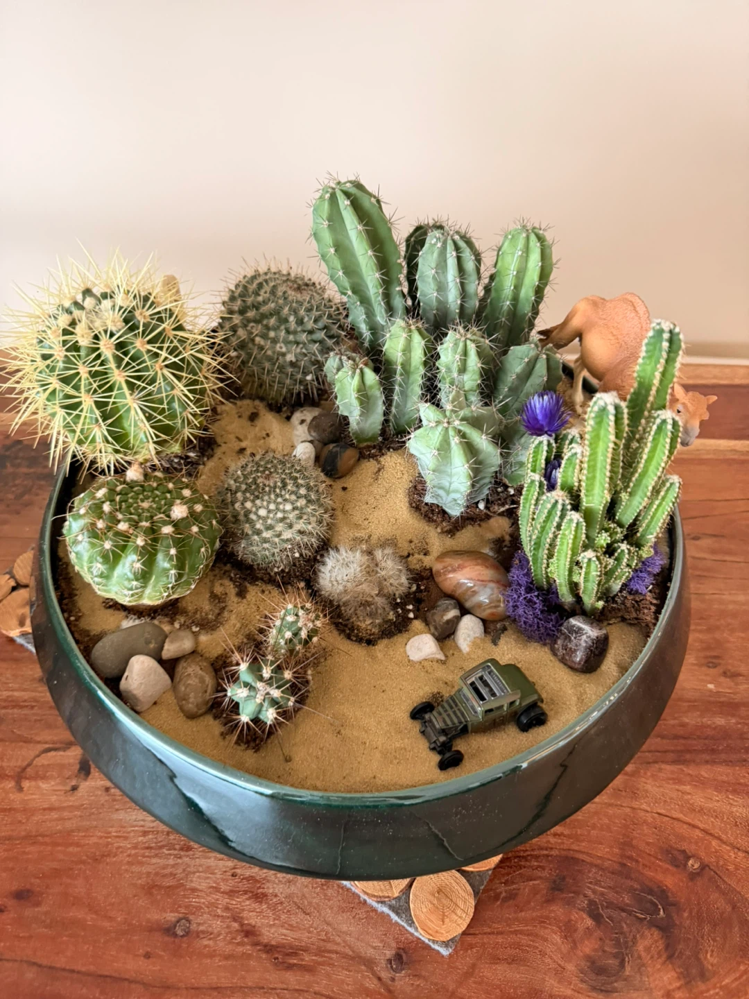 Cactus Arrangement in Decorative Bowl🏆