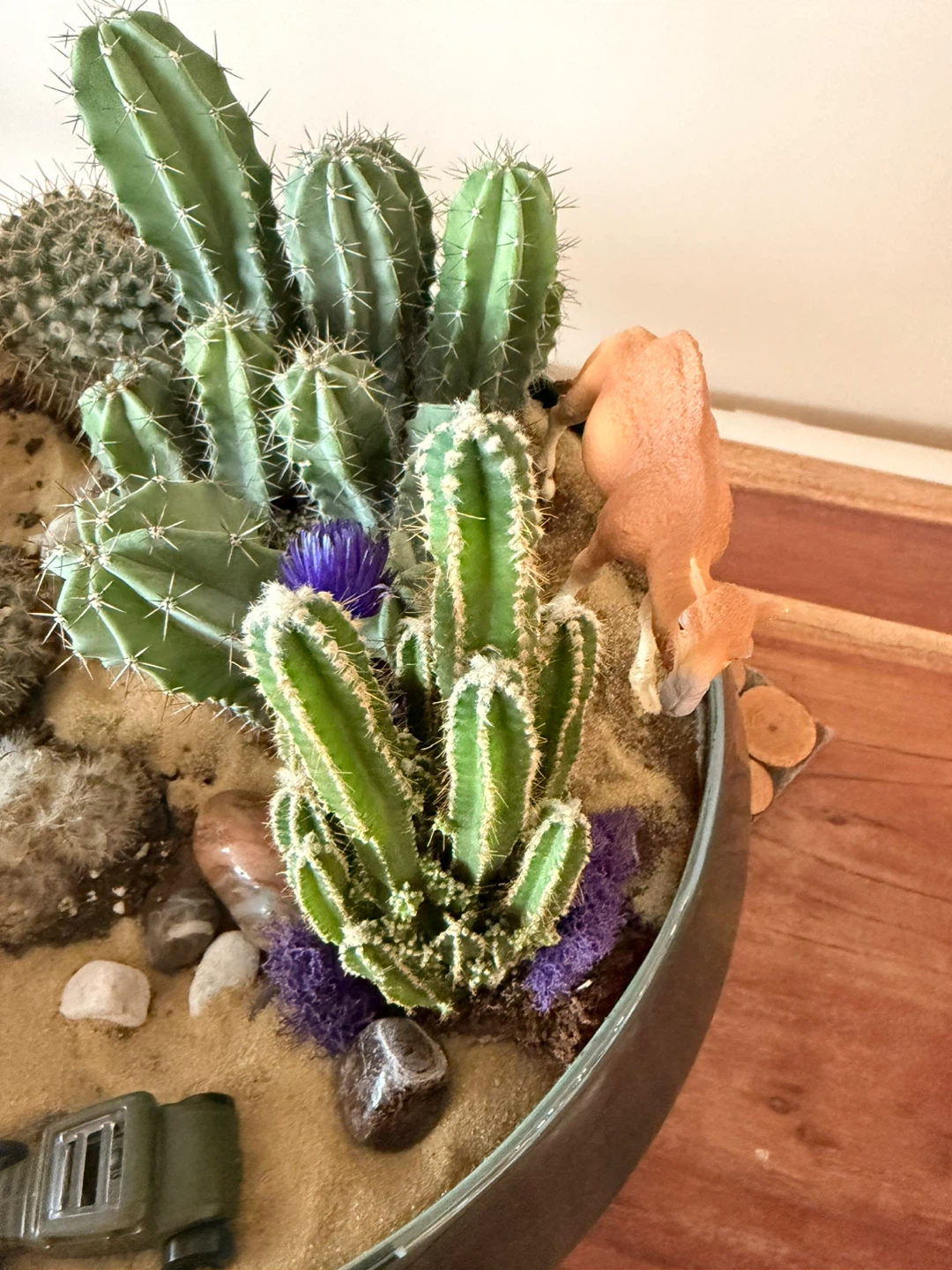 Cactus Arrangement in Decorative Bowl🏆 - photo 4