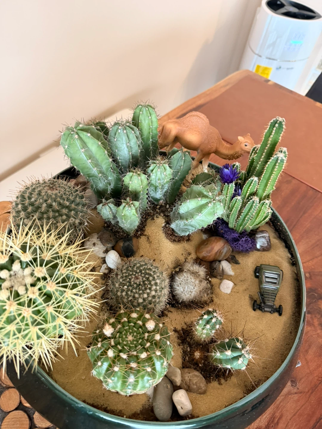 Cactus Arrangement in Decorative Bowl🏆 - photo 5