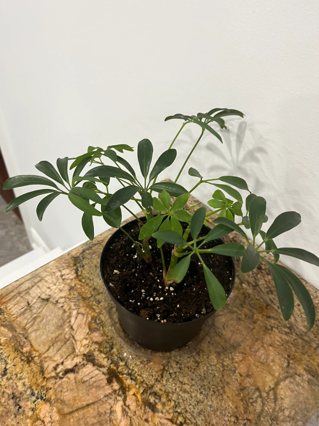 Umbrella Plant in Black Pot - photo 2