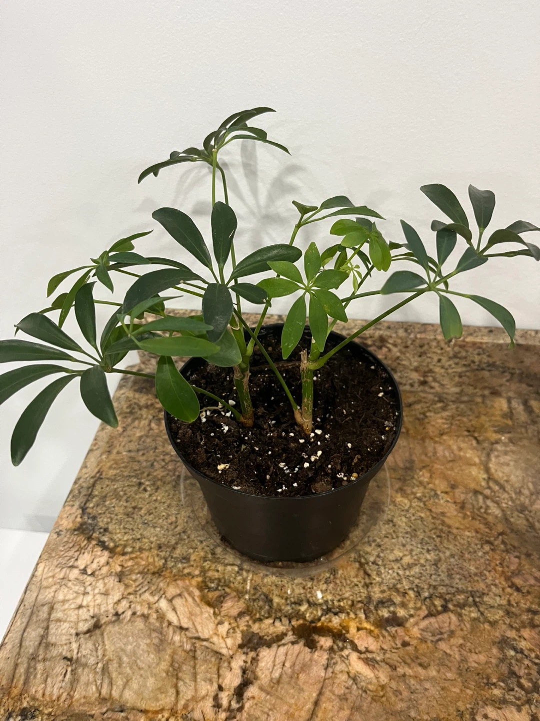Umbrella Plant in Black Pot