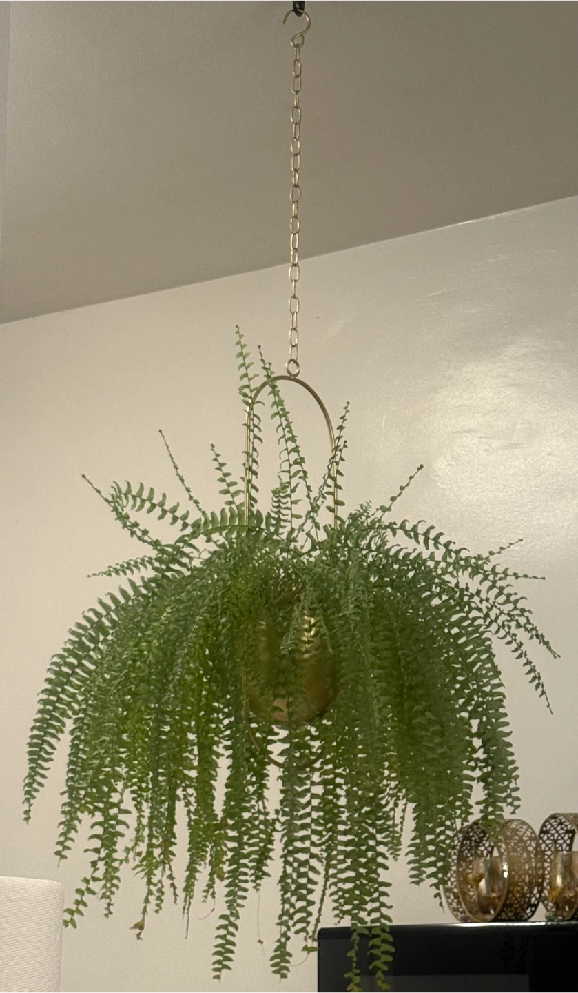 Hanging Fern Plant with Gold Pot